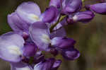 Japanese wisteria